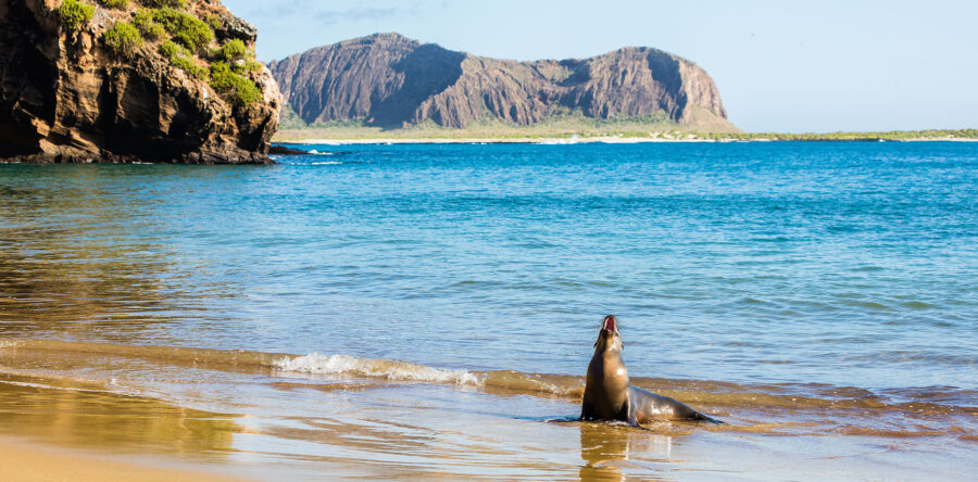 Celebrity Cruise Lines Sails You To The Galapagos