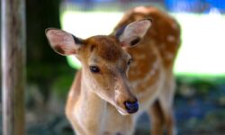 Making A Name For Herself, Bambi Shines At June 2024 London’s Submission Room’s Women’s Wrestling Live Event