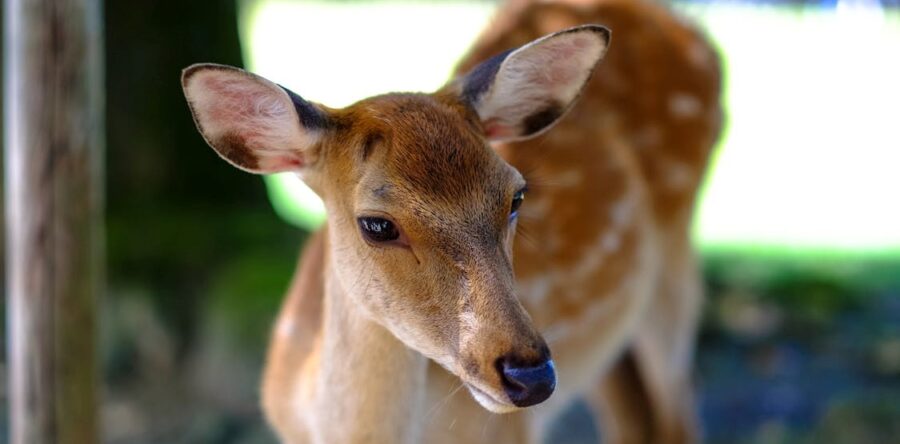Making A Name For Herself, Bambi Shines At June 2024 London’s Submission Room’s Women’s Wrestling Live Event